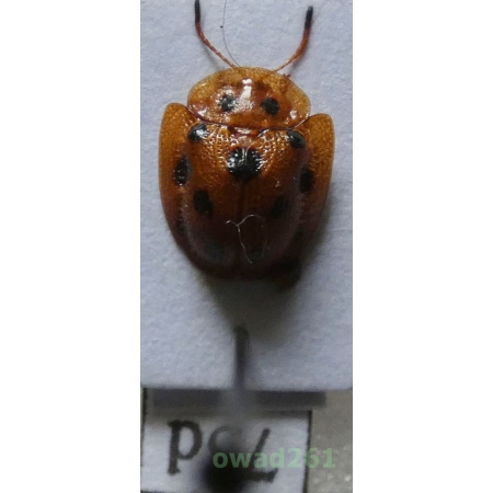 Cassidae sp. Philippines75d
